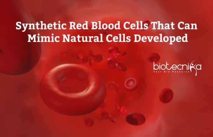 New Synthetic RBCs Developed