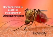 New Partnership To Boost Development Of Chikungunya Vaccine Partnership To Develop Chikungunya Vaccine