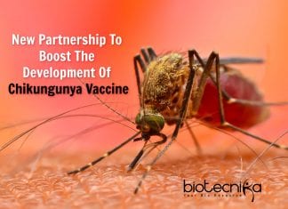 Partnership To Develop Chikungunya Vaccine