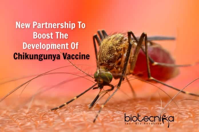 Partnership To Develop Chikungunya Vaccine