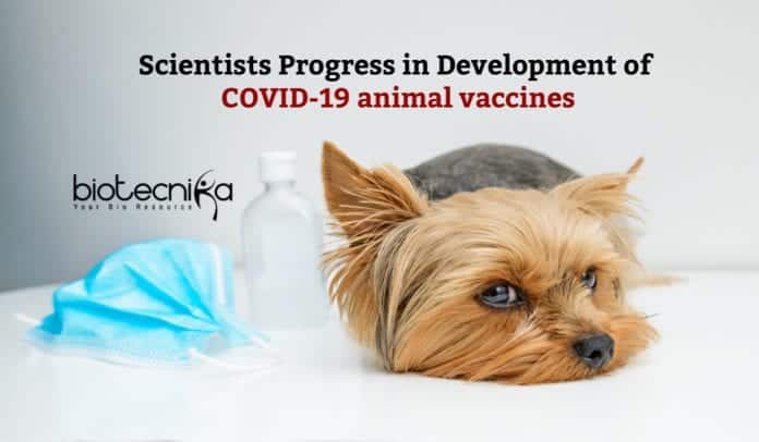 Progress in COVID-19 Animal Vaccines