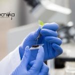 Punjab Agricultural University Research Job – Biotechnology Apply Punjab Agricultural University Research