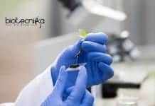 Punjab Agricultural University Research Job – Biotechnology Apply Punjab Agricultural University Research