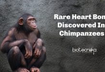 Rare Heart Bone In Chimpanzees Discovered Rare heart bone in chimpanzees