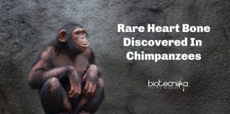 Rare heart bone in chimpanzees