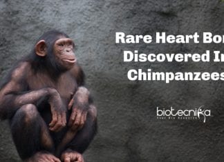 Rare Heart Bone In Chimpanzees Discovered Rare heart bone in chimpanzees
