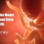 Scientists develop embryo-like model