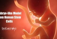 Scientist Create Human Embryo-Like Model From Human Stem Cells Scientists develop embryo-like model