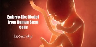 Scientists develop embryo-like model