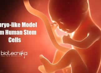 Scientists develop embryo-like model