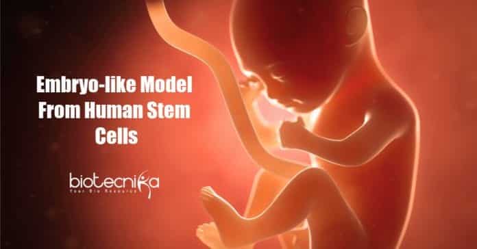 Scientists develop embryo-like model