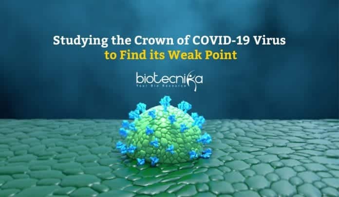 Studying the crown of COVID-19 virus