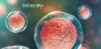 Syngene Stem Cell Biology