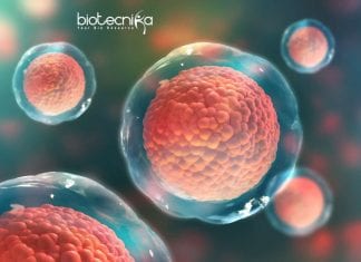 Syngene Stem Cell Biology