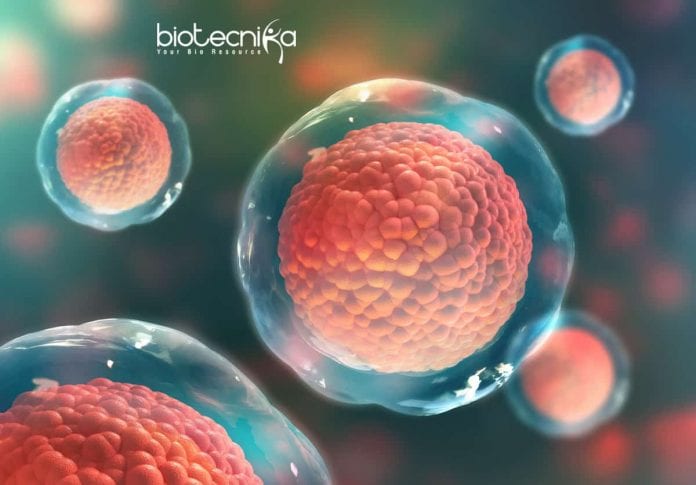 Syngene Stem Cell Biology