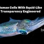 Transparent Human Cells Developed