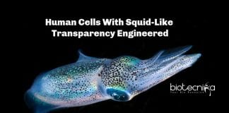 Transparent Human Cells Developed