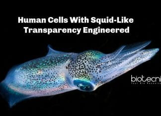 Transparent Human Cells Developed