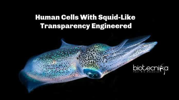 Transparent Human Cells Developed