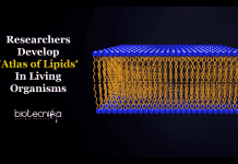 ‘Atlas Of Lipids’ – A Powerful Technology For Visualizing Lipid Networks atlas of lipids in living organisms