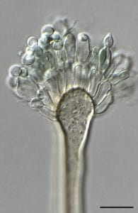 new hybrid fungus that infect humans