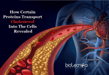 How Proteins Form A ‘Tunnel’ To Transport Bad Cholesterol Into The Cells how cholesterol enter cells