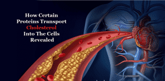 how cholesterol enter cells