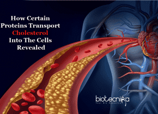 how cholesterol enter cells