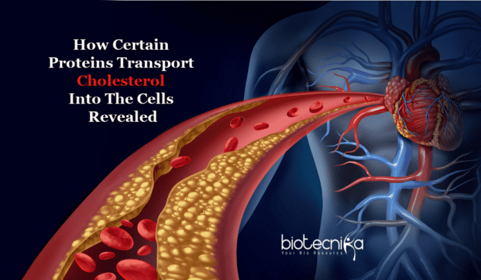 how cholesterol enter cells