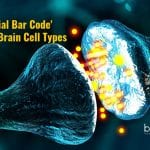 molecular markers for glial cells