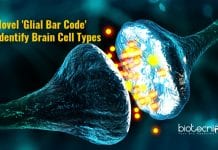 Scientists Identify Novel ‘Glial Bar Code’ To Study Brain Cells molecular markers for glial cells
