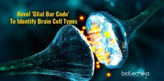 molecular markers for glial cells