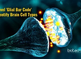molecular markers for glial cells