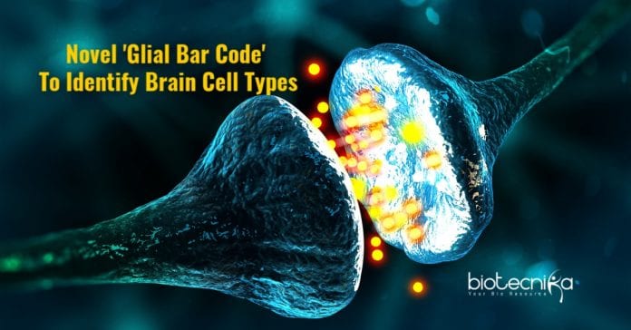 molecular markers for glial cells