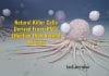 Natural Killer Cells Derived From iPSCs Could Be Uninhibited Killing Machines natural killer cells from iPSCs