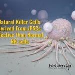 Natural Killer Cells Derived From iPSCs Could Be Uninhibited Killing Machines natural killer cells from iPSCs