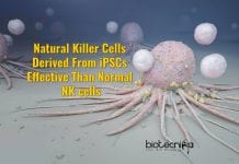 Natural Killer Cells Derived From iPSCs Could Be Uninhibited Killing Machines natural killer cells from iPSCs