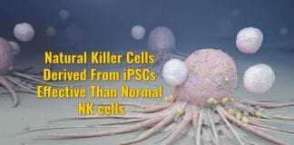 natural killer cells from iPSCs
