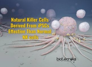 Natural Killer Cells Derived From iPSCs Could Be Uninhibited Killing Machines natural killer cells from iPSCs