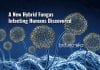 New Hybrid Fungus Discovered That Infect Humans new hybrid fungus that infect humans