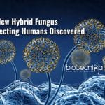 new hybrid fungus that infect humans