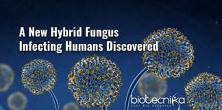 new hybrid fungus that infect humans