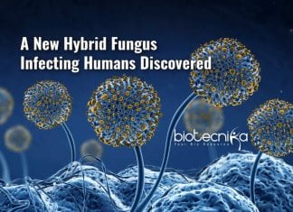 new hybrid fungus that infect humans