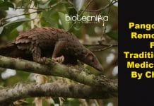 China Removes Pangolin From Traditional Medicine List pangolin removed from traditional medicines
