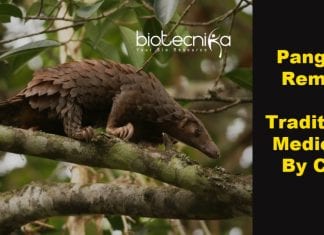 China Removes Pangolin From Traditional Medicine List pangolin removed from traditional medicines