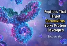 MIT Researchers Design Peptides To Target And Degrade Coronavirus peptides to target coronavirus
