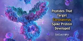 peptides to target coronavirus