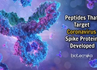 peptides to target coronavirus