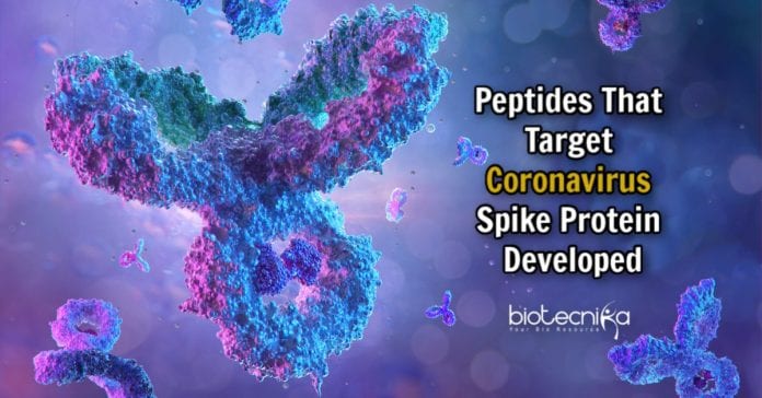 peptides to target coronavirus