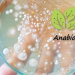 Anabio Technologies Senior Microbiologist
